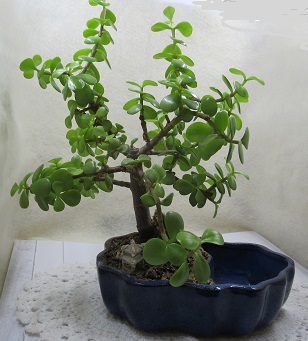 Artblog, Art projects, Blogger, Nature, Garden, Plants, Mindfulness, Recycle, upcycle, bonsai,
