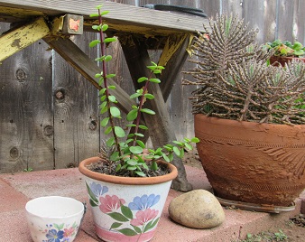 Blogger, Nature, Garden, Plants, Yardwork, Mindfulness, Recycle, upcycle, Memories, New beginnings, start over, bonsai