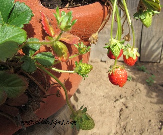 Blogger, Nature,Garden,Plants,foodie,foodies,strawberry, strawberries, strawberry plant, strawberry plants,