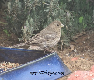 Birds, bird feeder, strawberries, garden, lavender, plants, rain, birdseed, birdwatcher, gardening, planting, strawberry plants,