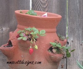 Birds, bird feeder, strawberries, garden, lavender, plants, rain, birdseed, birdwatcher, gardening, planting, strawberry plants,