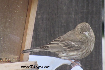 Birds, bird feeder, strawberries, garden, lavender, plants, rain, birdseed, birdwatcher, gardening, planting, strawberry plants, birdfeeder,