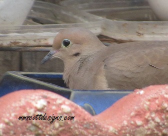 Birds, bird feeder, strawberries, garden, lavender, plants, rain, birdseed, birdwatcher, gardening, planting, strawberry plants, birdfeeder,