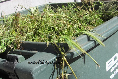 Weed trimmer, Nature, Garden, Plants, Yardwork, lifestyle blogger, life blog, blogger, yard waste,