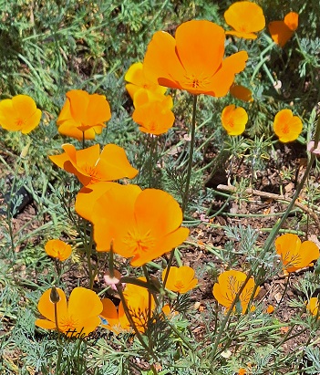 nature poppies